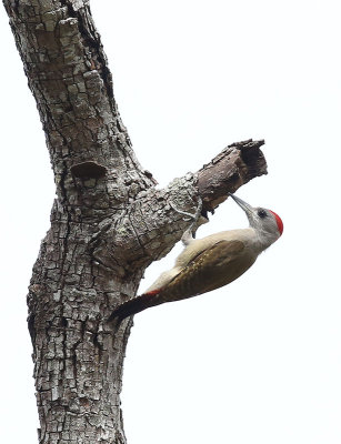 Grey Woodpecker (Dendropicos goertae)