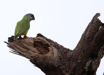 Senegal Parrot  (Poicephalus senegalus)