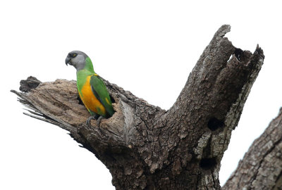 Senegal Parrot  (Poicephalus senegalus)