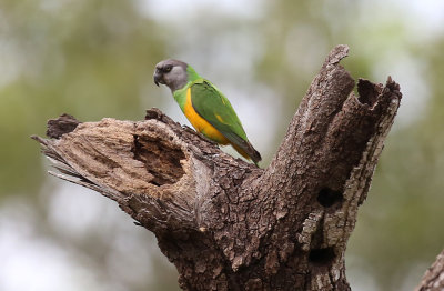 Senegal Parrot  (Poicephalus senegalus)