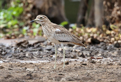 Senegal Thick-knee  (Burhinus senegalensis)