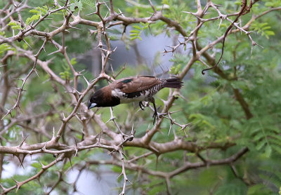 Bronze Mannikin  (Spermestes cucullatus)