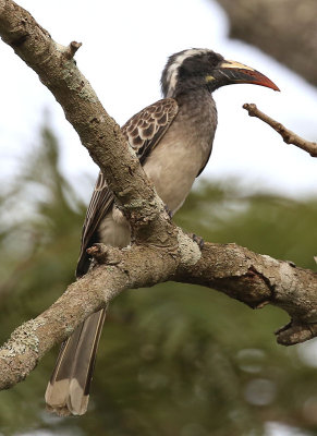 African Grey Hornbill  (Tockus nasutus)