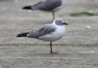 Grey-headed Gull  (Larus cirrocephalus)
