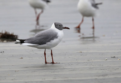 Grey-headed Gull (Larus cirrocephalus)