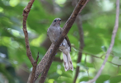 Lesser Honeyguide  (Indicator minor)