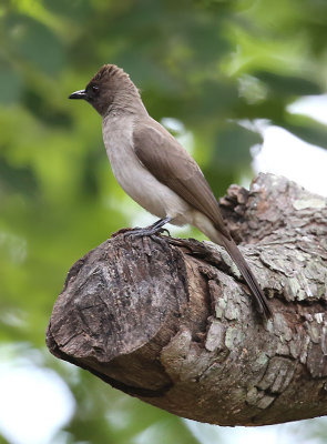 Common Bulbul  (Pycnonotus barbatus)