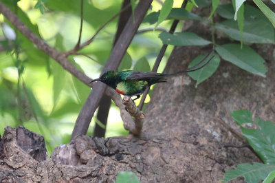 Beautiful Sunbird  (Cinnyris pulchellus)