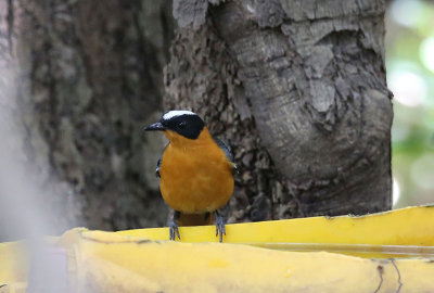 Snowy-crowned Robin Chat  (Cossypha niveicapilla)