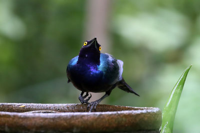 Bronze-tailed Glossy Starling  (Lamprotornis chalcurus)
