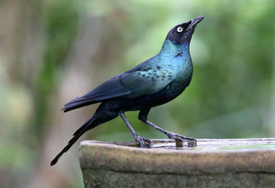 Long-tailed Glossy Starling  (Lamprotornis caudatus)