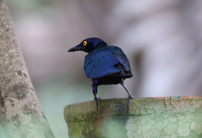 Bronze-tailed Glossy Starling  (Lamprotornis chalcurus)