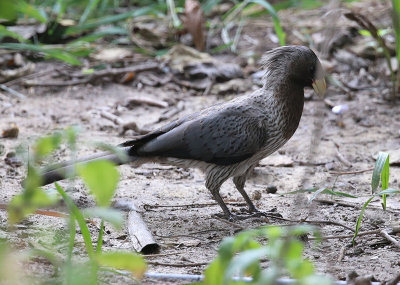 Western Grey Plantain-eater  (Crinifer piscator)