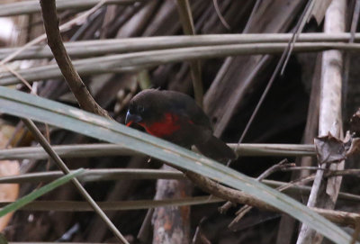 Western Bluebill  (Spermophaga haematina)