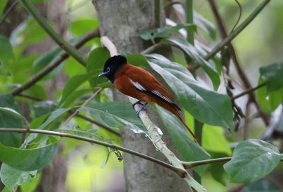 Red-bellied Paradise Flycatcher  (Terpsiphone rufiventer)