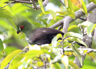 Green Turaco  (Tauraco persa)