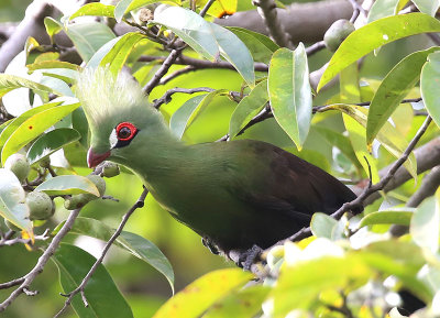 Green Turaco  (Tauraco persa)