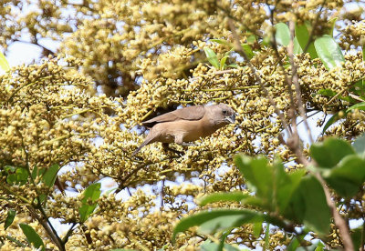 African Silverbill  (Euodice cantans)