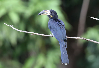 African Pied Hornbill (Tockus fasciatus)