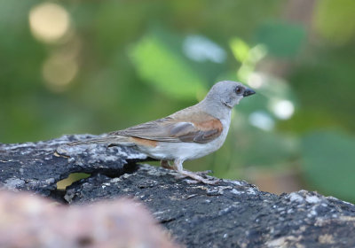 Northern Grey-headed Sparrow  (Passer griseus)