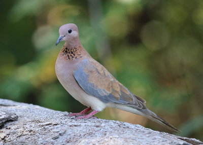Laughing Dove (Streptopelia senegalensis)