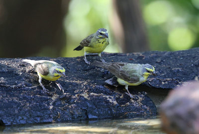 Yellow-fronted Canary (Serinus mozambicus)