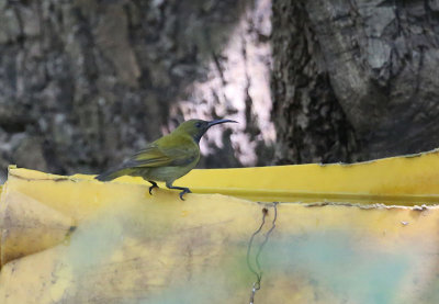 Green-headed Sunbird  (Cyanomitra verticalis)