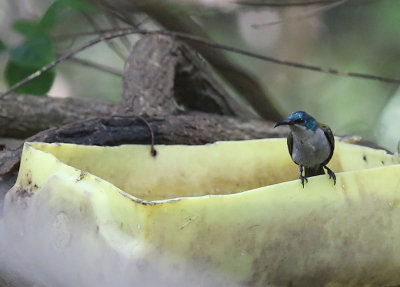 Green-headed Sunbird  (Cyanomitra verticalis)