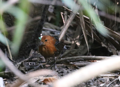 White-spotted Flufftail  (Sarothrura pulchra)