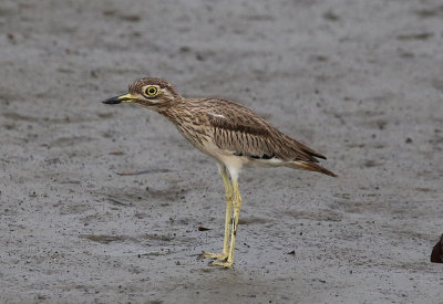 Senegal Thick-knee (Burhinus senegalensis)