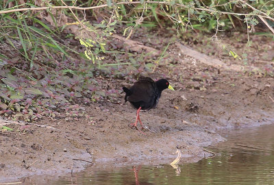 Black Crake  (Amaurornis flavirostra)