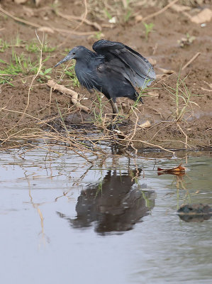 Black Heron  (Egretta ardesiaca)