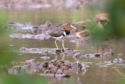 Greater Painted-snipe (Rostratula benghalensis)