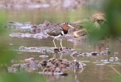 Greater Painted-snipe  (Rostratula benghalensis)