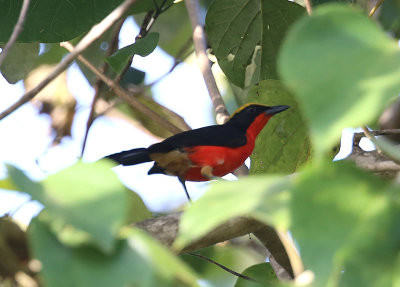 Yellow-crowned Gonolek  (Laniarius barbarus)