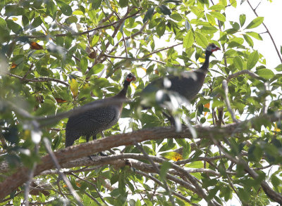 Helmeted Guineafowl  (Numida meleagris)