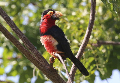 Bearded Barbet (Lybius dubius)