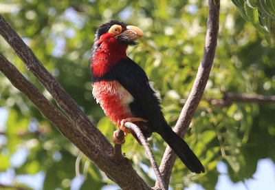 Bearded Barbet  (Lybius dubius)