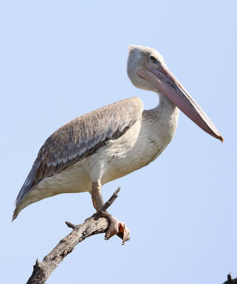 Pink-backed Pelican  (Pelecanus rufescens)