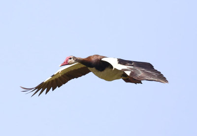 Spur-winged Goose  (Plectropterus gambensis)