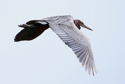 Goliath Heron  (Ardea goliath)