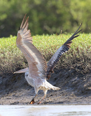 Pink-backed Pelican  (Pelecanus rufescens)