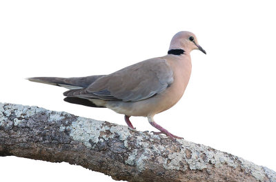 Vinaceous Dove  (Streptopelia vinacea)