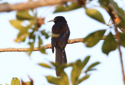 Black Scimitarbill  (Rhinopomastus aterrimus)