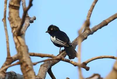 White-shouldered Black Tit  (Parus guineensis)