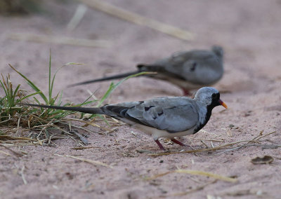 Namaqua Dove  (Oena capensis)