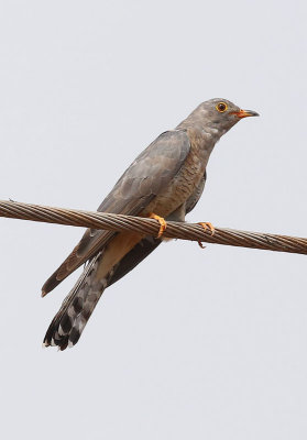 African Cuckoo  (Cuculus gularis)