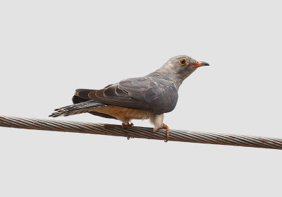 African Cuckoo  (Cuculus gularis)