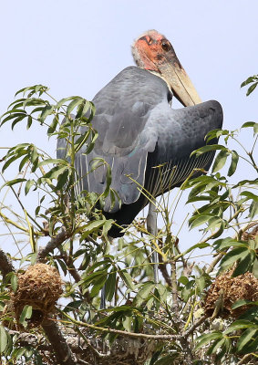Marabou Stork  (Leptoptilos crumenifer)