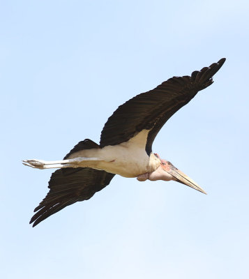 Marabou Stork  (Leptoptilos crumenifer)